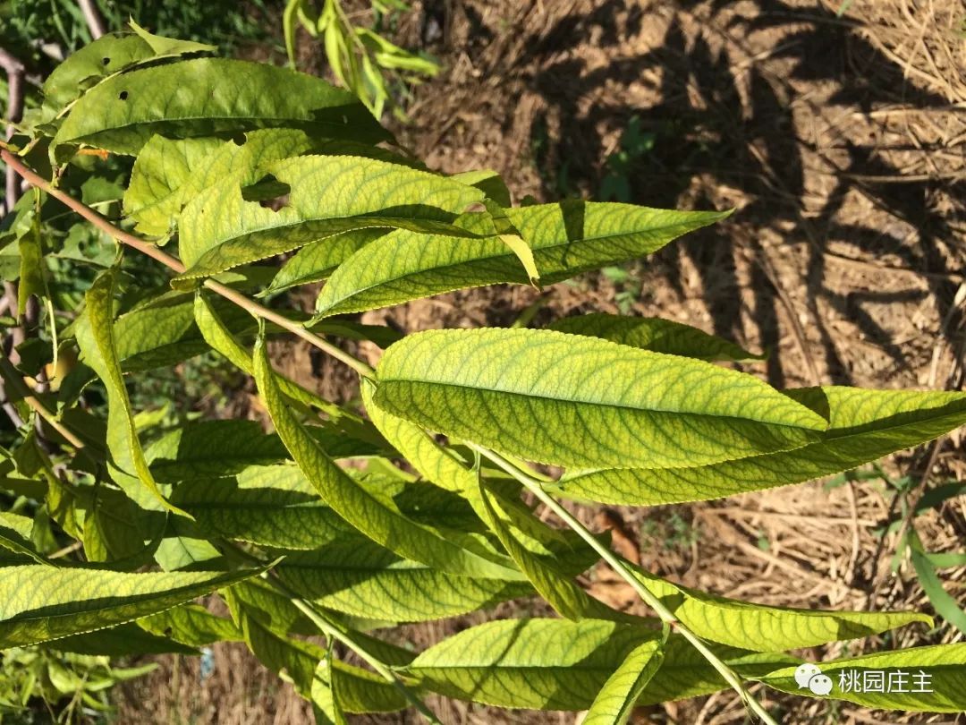 桃树叶片发黄怎么补救,桃树初期叶片发黄缺什么化肥