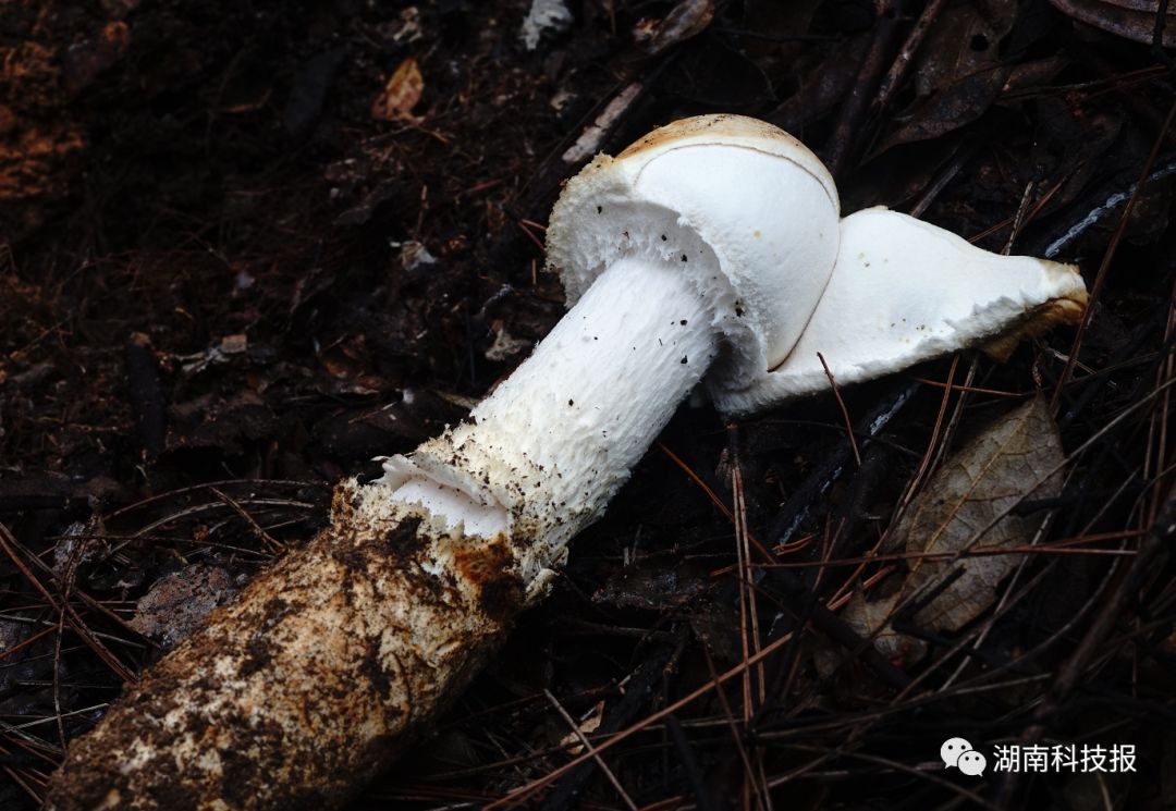 误食毒蘑菇的症状,误食毒蘑菇临床表现