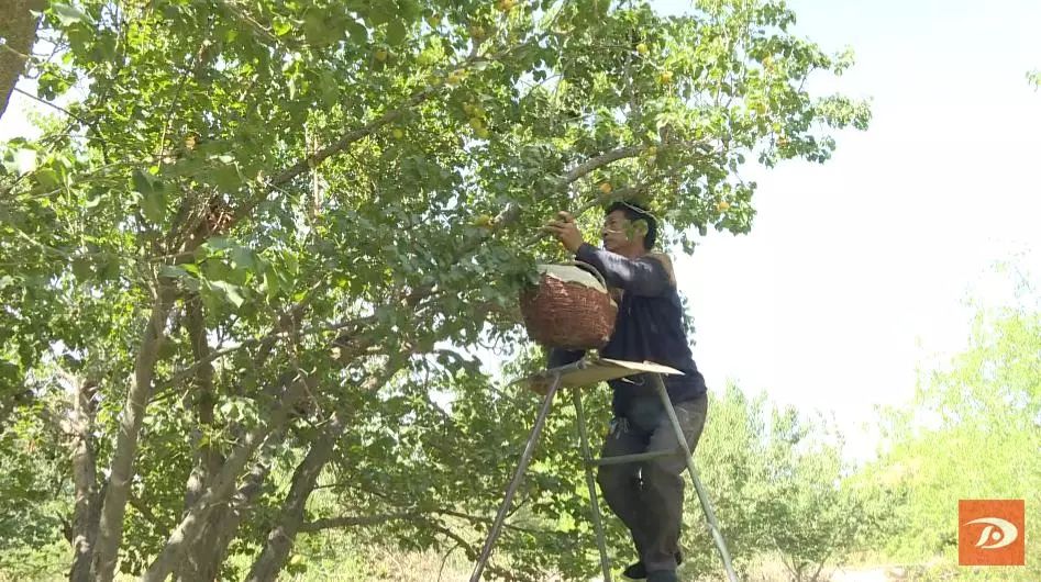 金蛋蛋,金蛋蛋盲袋