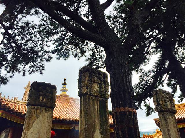 五台山游记200字,五台山七日朝拜攻略