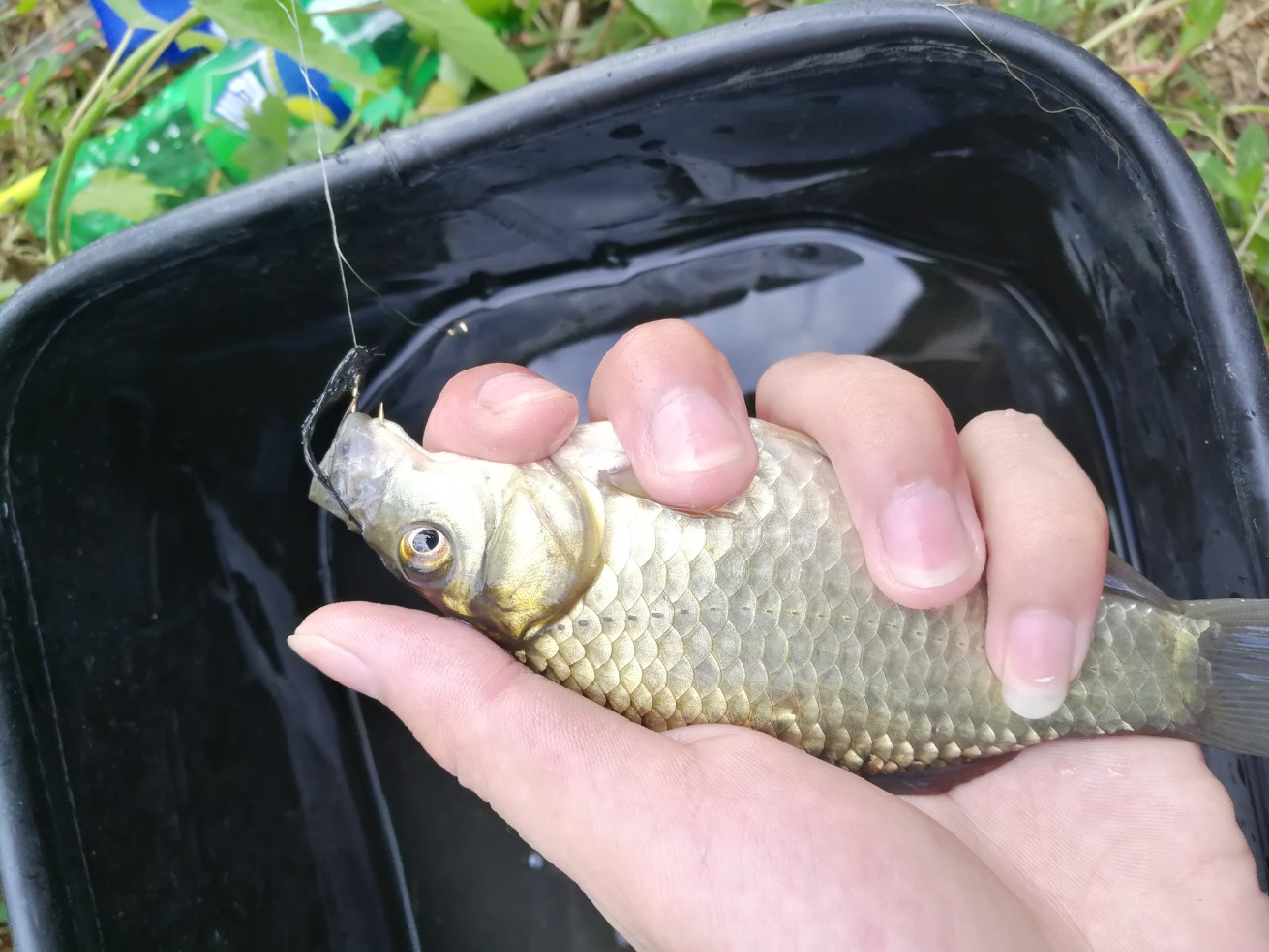 头顶烈阳开拓钓位逐泡寻鲫放流可怜鱼获