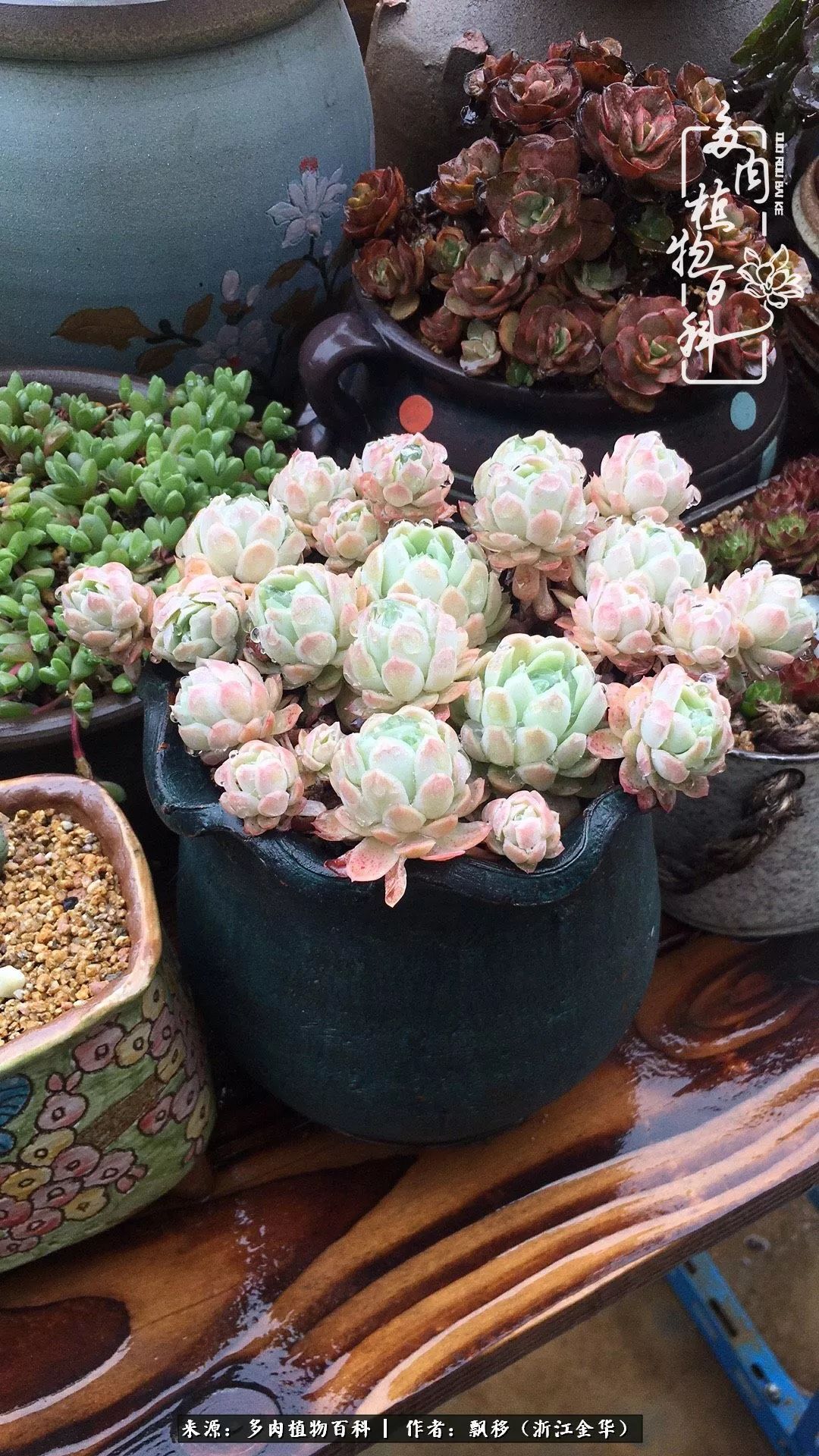 魅力无限的法师诱惑：我的灿烂，由你决定