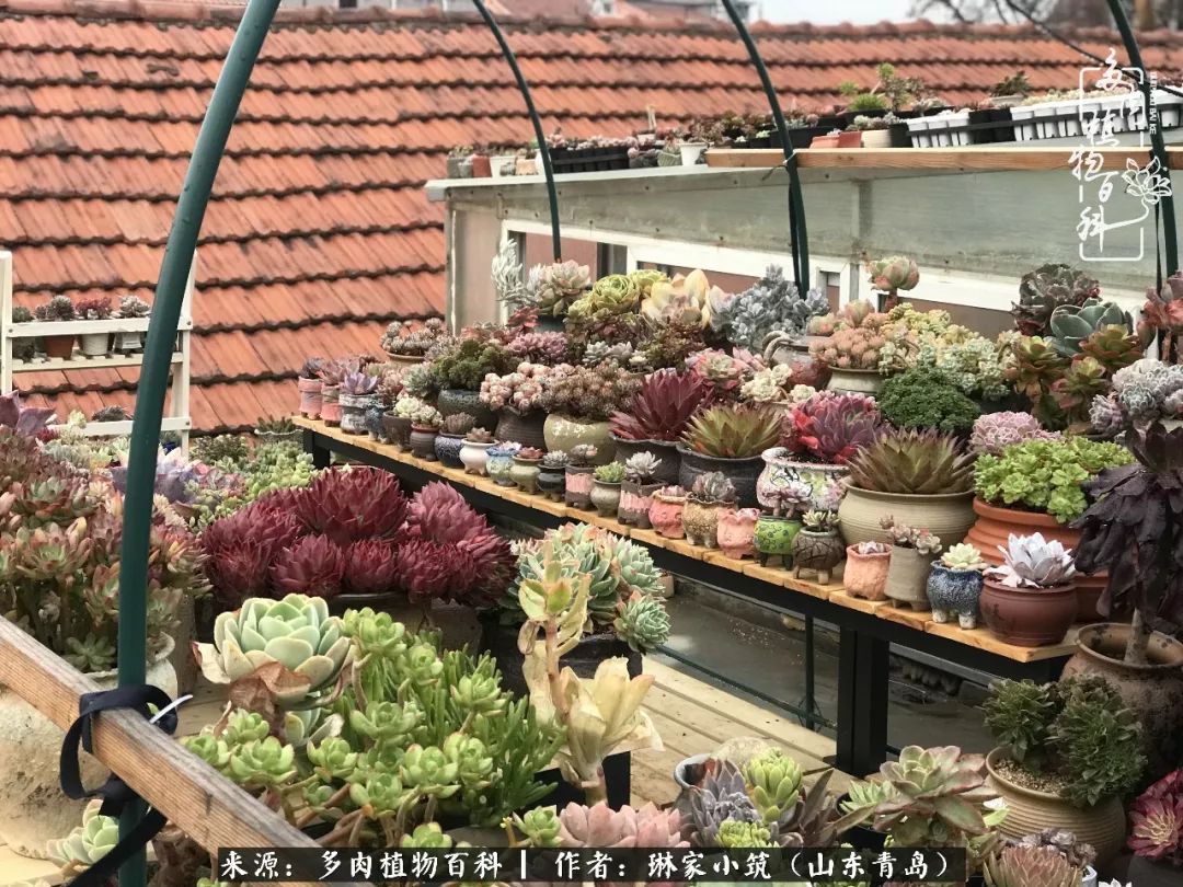 夏天已过一半你们的多肉还好吗,夏天已过半