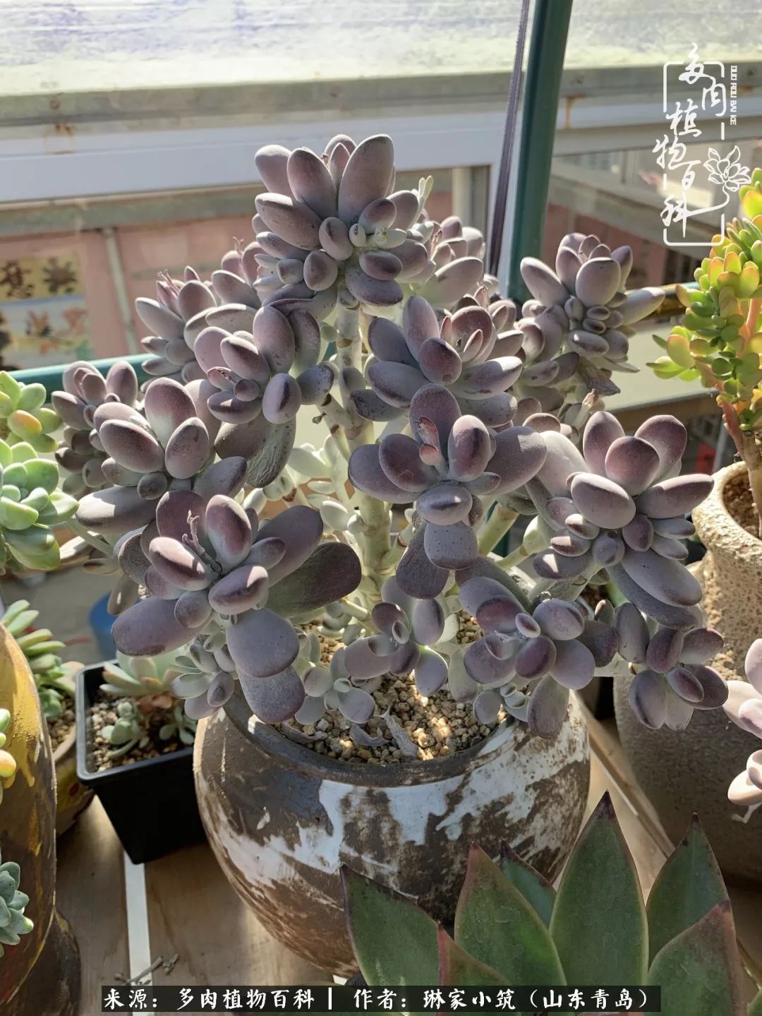 夏天已过一半你们的多肉还好吗,夏天已过半