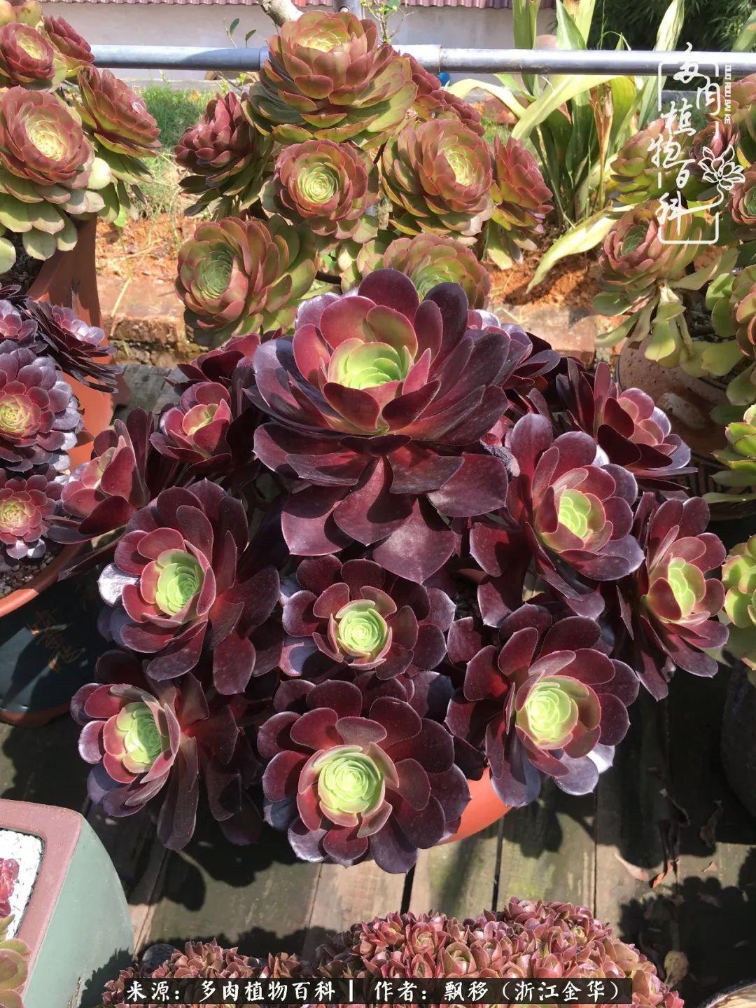 魅力无限的法师诱惑：我的灿烂，由你决定