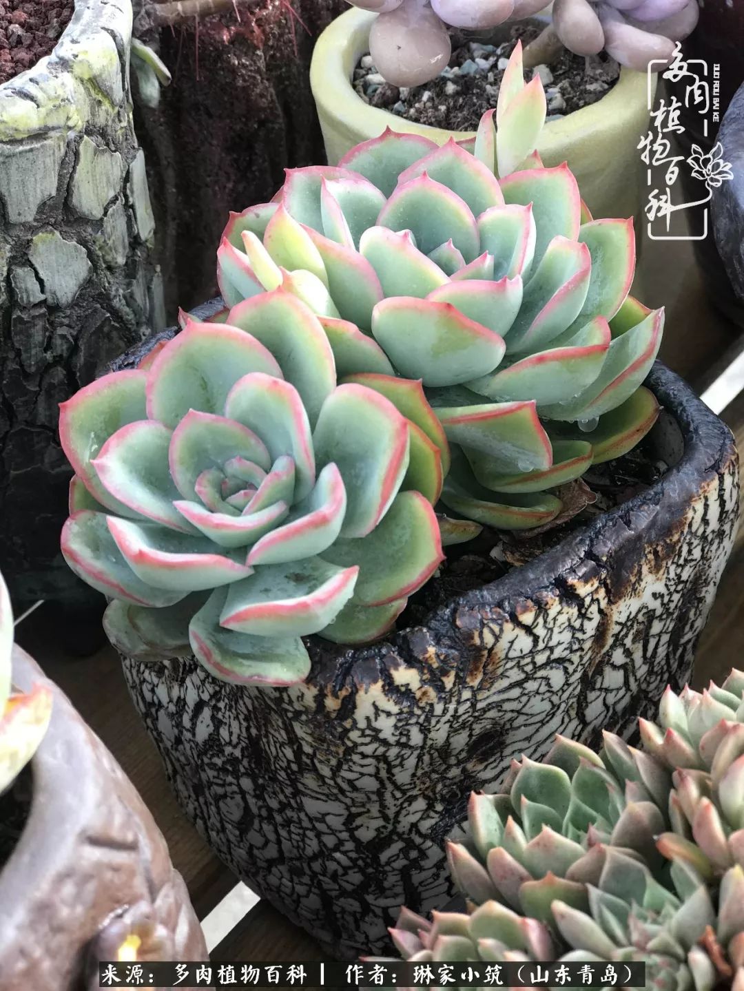 夏天已过一半你们的多肉还好吗,夏天已过半