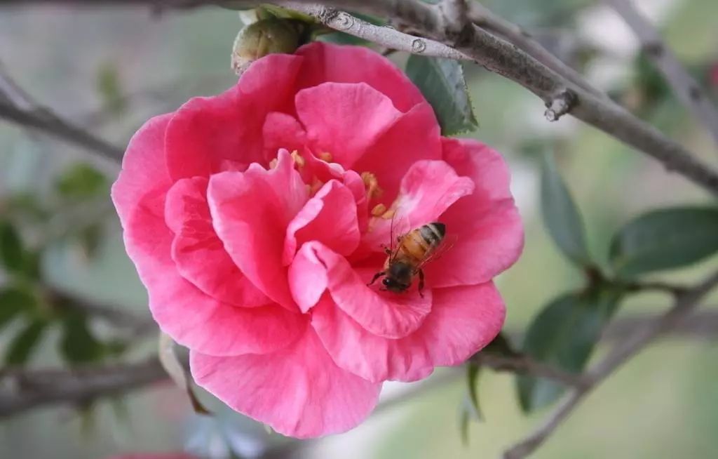 昆明金殿风景区历史,昆明金殿风景区古建筑之美