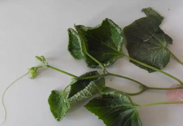 多效唑使用常识是什么,新式的多效唑如何