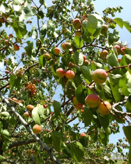 红梅杏的产地在哪里,红梅杏名字的由来