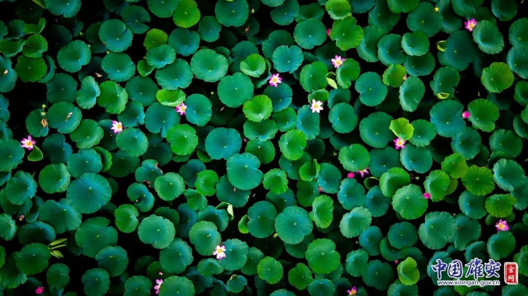 遇见·雄安｜七月错过白洋淀，你可就错过了整个北方的夏天！