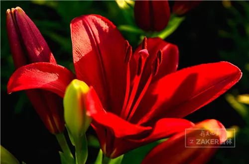 百合打卡地,百合打卡网红地