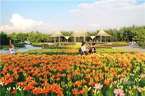 百合花海打卡地,春天长春网红打卡地