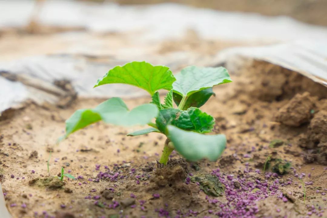 枯草芽孢杆菌属肥料还是药,枯草芽孢杆菌加植物调节剂