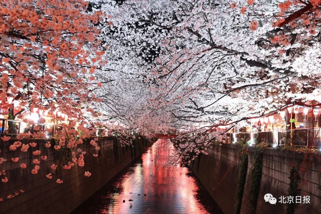 请问中国国花是不是牡丹,牡丹为什么是我国的国花50字