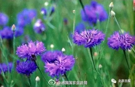 请问中国国花是不是牡丹,牡丹为什么是我国的国花50字