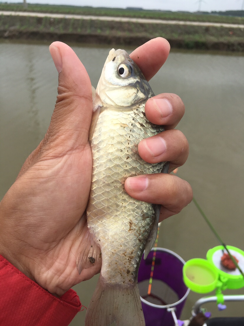 崇明钓昂刺,崇明岛野钓昂刺鱼