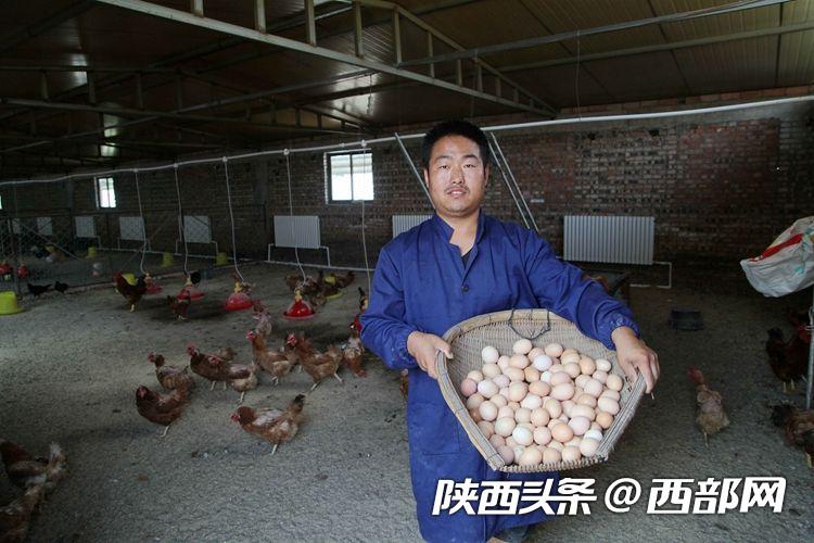 吴堡“鸡司令”刘信信:从贫困户变身致富带头人