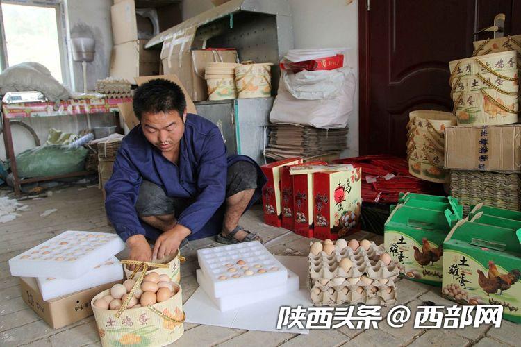 吴堡“鸡司令”刘信信：从贫困户变身致富带头人