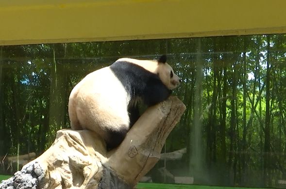 娴锋磱鍔ㄧ墿閬挎殤绂忓埄,鍔ㄧ墿閬挎殤楂樻俯绂忓埄