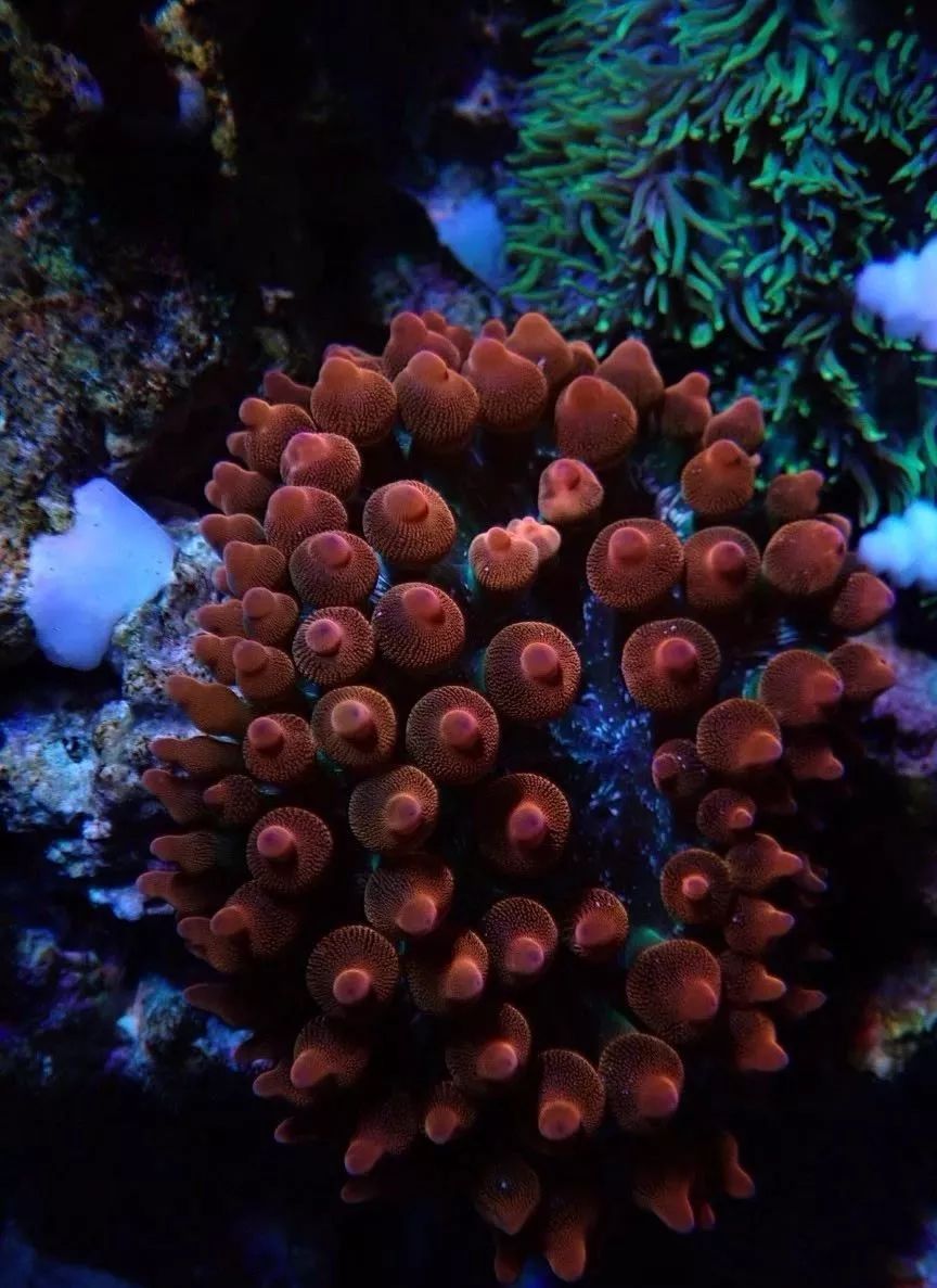 新开缸每天都有鱼死,新开缸鱼一直死