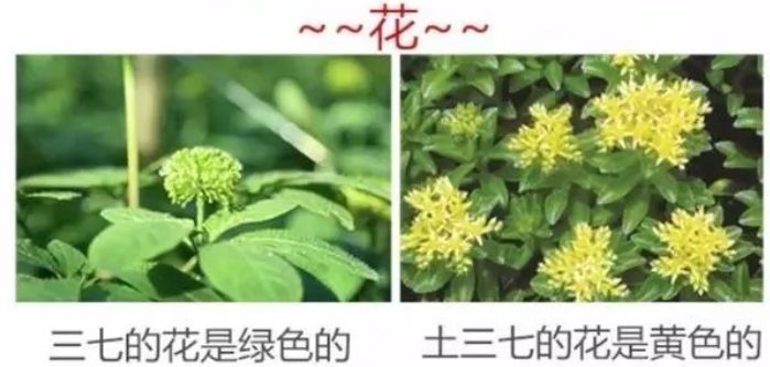 @泸州人丨这种“土三七”外表与“三七”差不多，但吃了要住院