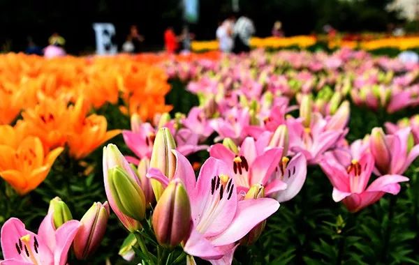 美爆了全球最美樱花,美爆长春公园的油菜花海盛放