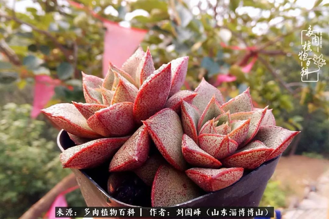 夏季多肉褪色前后对比,聊聊多肉夏季如何防护