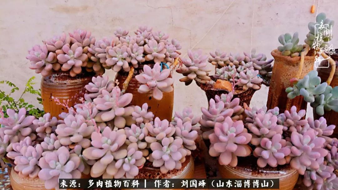 夏季多肉褪色前后对比,聊聊多肉夏季如何防护