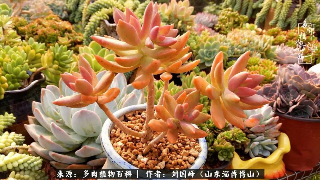 夏季多肉褪色前后对比,聊聊多肉夏季如何防护