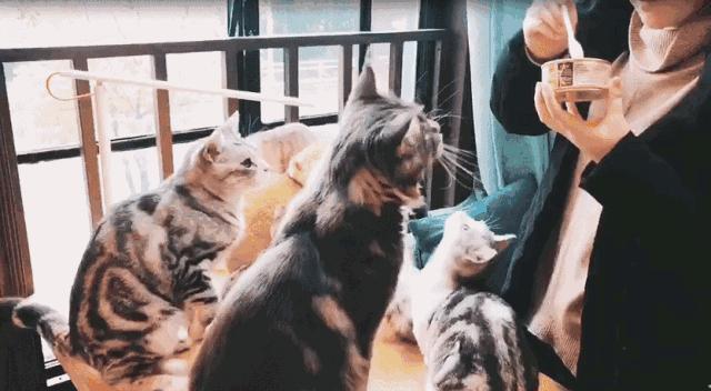 魔都咖啡地图,魔都人气咖啡图鉴