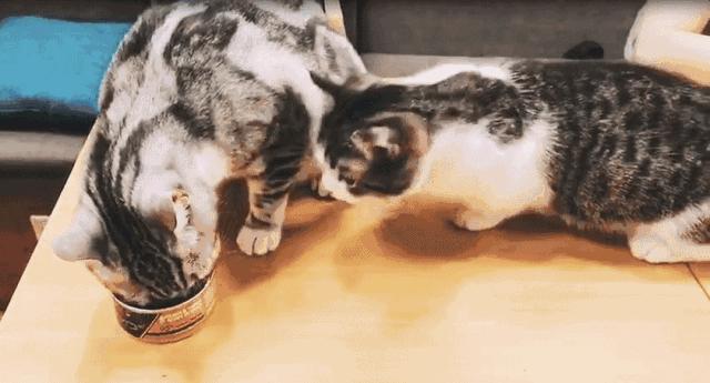 魔都咖啡地图,魔都人气咖啡图鉴