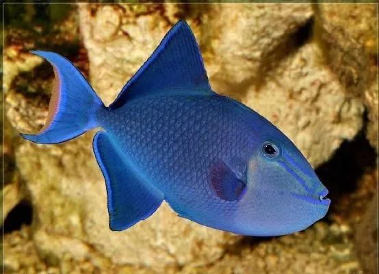 混养海缸鉴赏,混养大型海缸