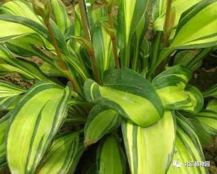 最耐寒的玉簪品种,北京植物园园艺