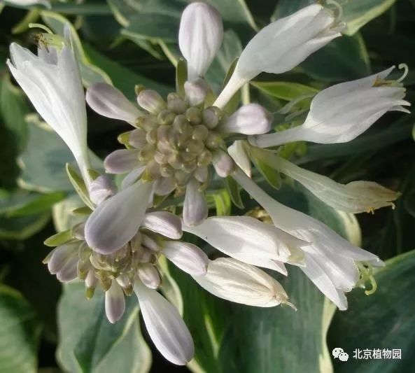 最耐寒的玉簪品种,北京植物园园艺