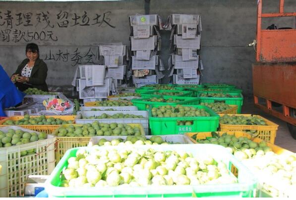 汶川青脆李上市小水果做成大产业