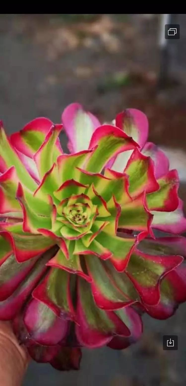 法师黑腐是什么原因,法师叶子黑腐是咋回事