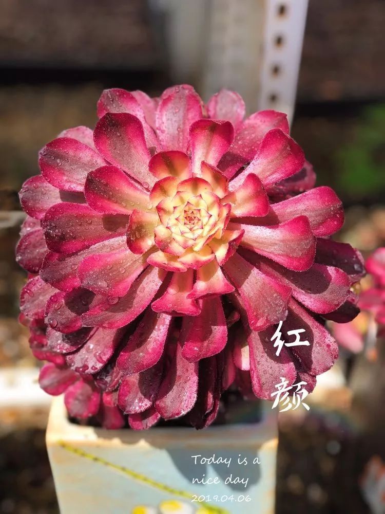 法师主根黑腐了怎么办,法师黑腐还能救活吗