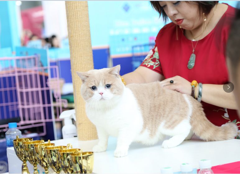 23届亚洲宠物展集结,宠物亚洲展