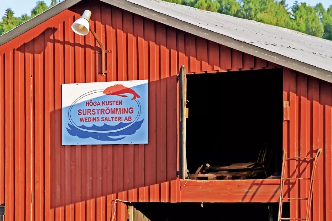 世界第一臭的食物,挑战世界最臭食物瑞典鲱鱼