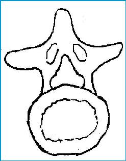 一分钟带你了解腰椎狭窄,椎管狭窄症知识大全