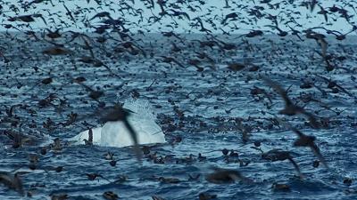 惊掉网友下巴的画面,豆瓣9.1分令人绝望