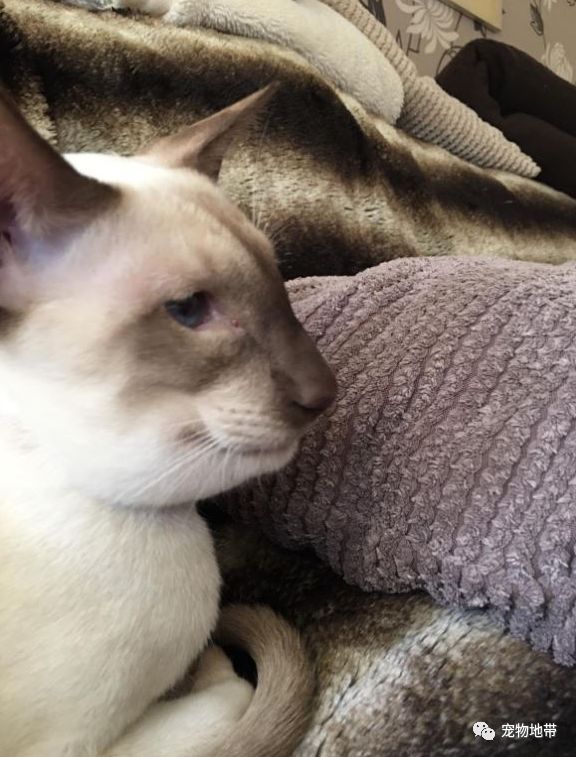 猫咪误吃虫子一直流口水,猫咪被黄蜂蛰了有什么反应