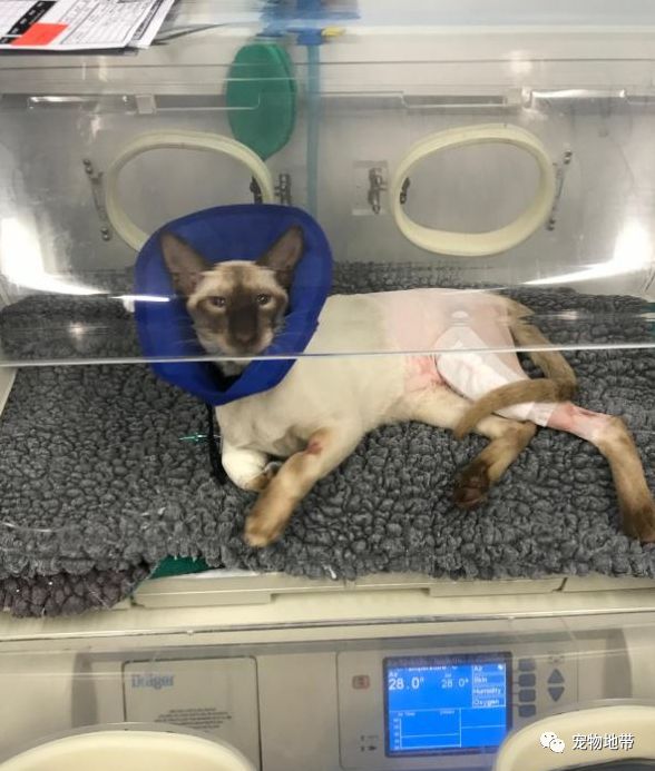 猫咪误吃虫子一直流口水,猫咪被黄蜂蛰了有什么反应