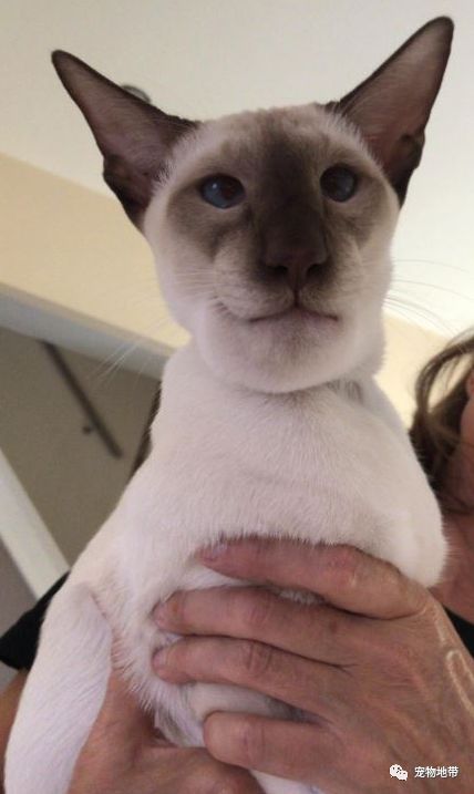 猫咪误吃虫子一直流口水,猫咪被黄蜂蛰了有什么反应