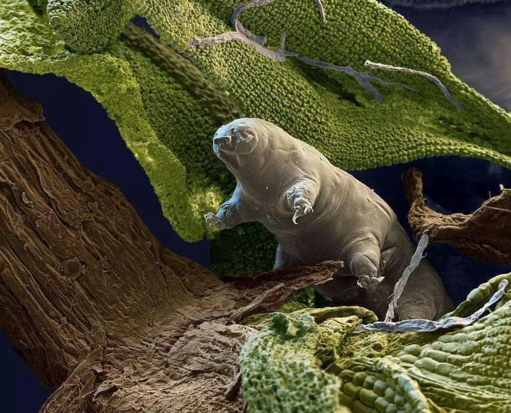 世界上最长寿的五种动物,养动物可以长寿