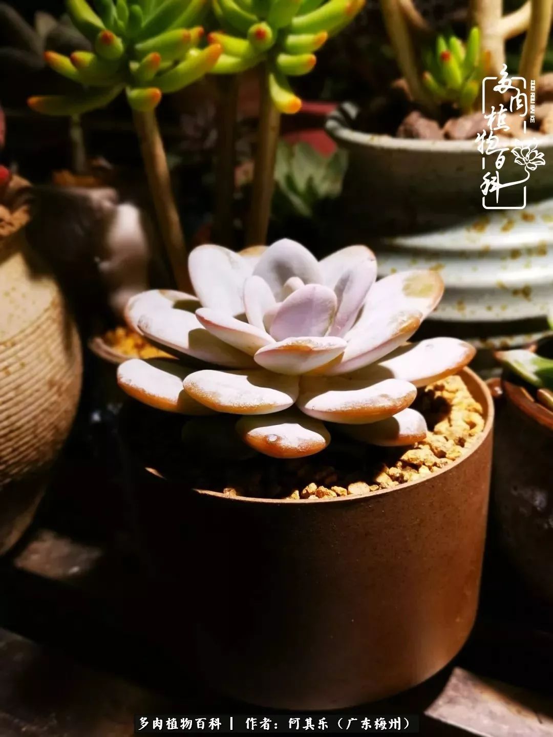 我的阳台“肉园”，看着它们，亦可醉生梦死了