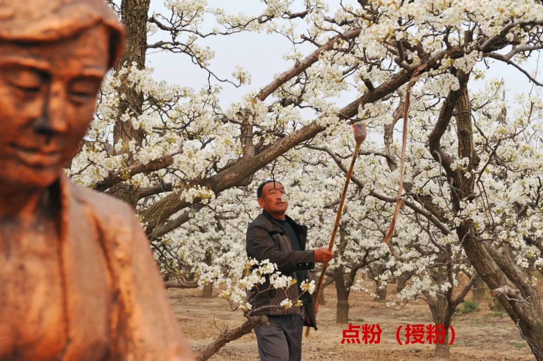 阳信鸭梨的历史,鸭梨成长日记
