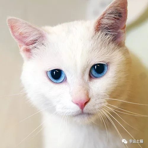 领养｜一池秋水碧仍深，玉树公子求进家