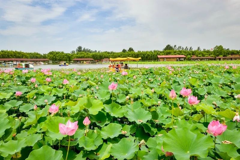 2022洛阳免费景区,一月洛阳景区免门票怎么操作