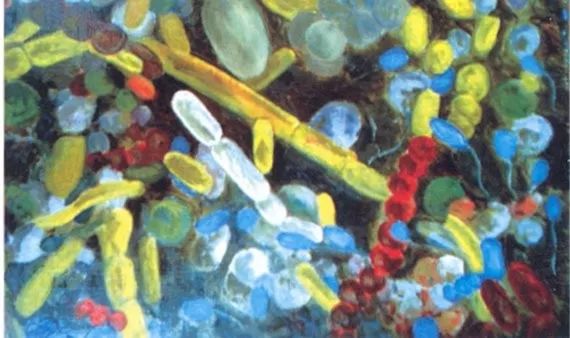 akk益生菌,益生菌akk瘦子菌推荐